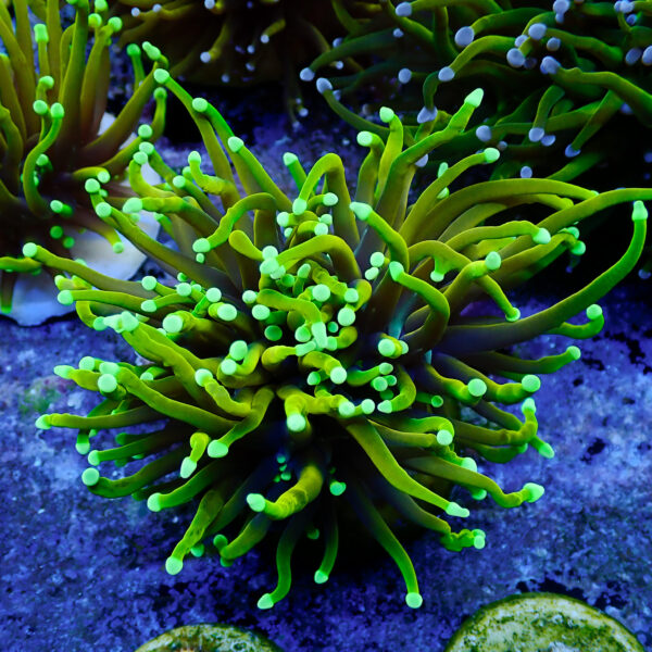 TC Euphyllia glabrecens Dragon Soul Doble cabeza - Imagen 2
