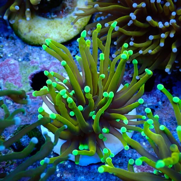 TC Euphyllia glabrecens Dragon Soul - Imagen 2