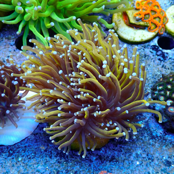 TC Euphyllia glabrecens Indo Gold 24K - Imagen 2