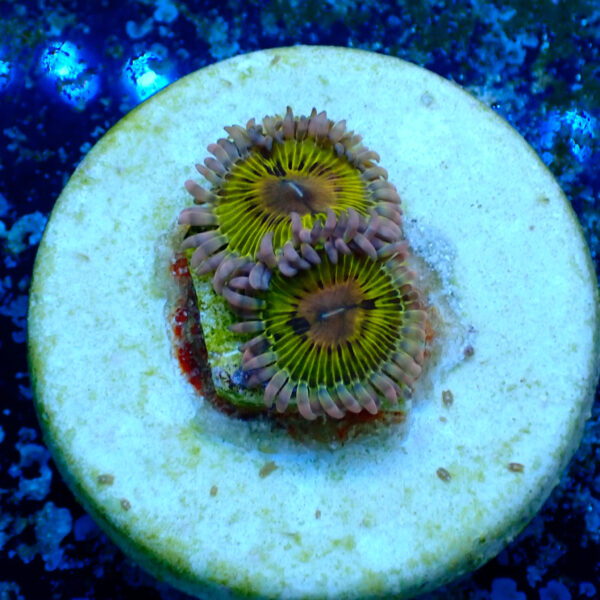 TC Zoanthus Chiquita - Imagen 2