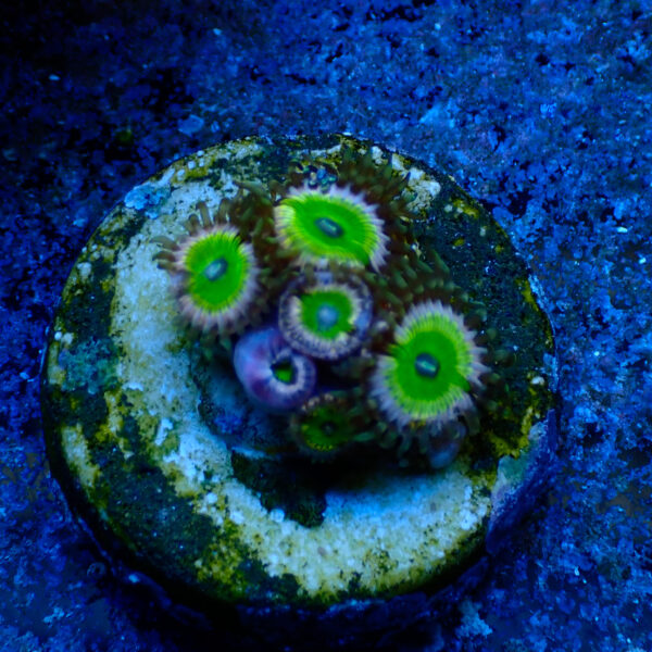 TC Zoanthus Candy Apple Pink - Imagen 2