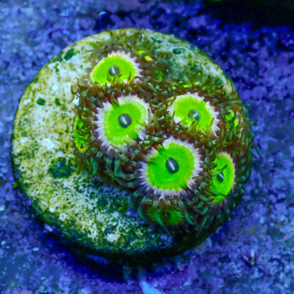 TC Zoanthus Candy Apple Pink - Imagen 2