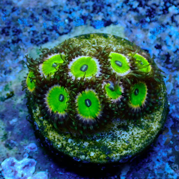 TC Zoanthus Candy Apple Pink - Imagen 2