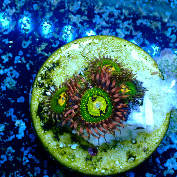 TC Zoanthus Buttkisser - Imagen 2