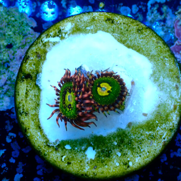 TC Zoanthus Buttkisser - Imagen 2