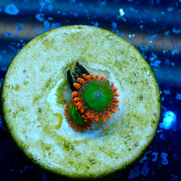 TC Zoanthus Electric Oompa Loompa - Imagen 2