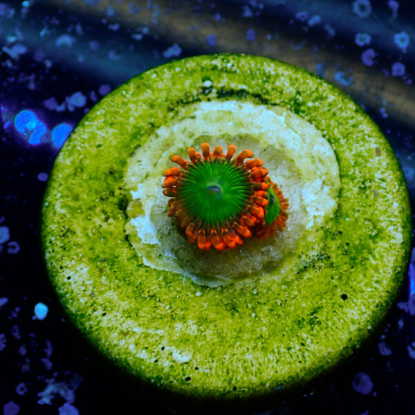 TC Zoanthus Electric Oompa Loompa - Imagen 2