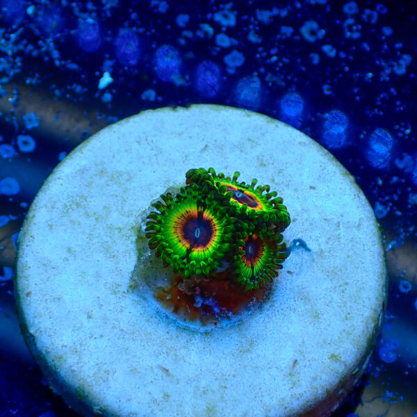 TC Zoanthus Little Shop of Horrors - Imagen 2
