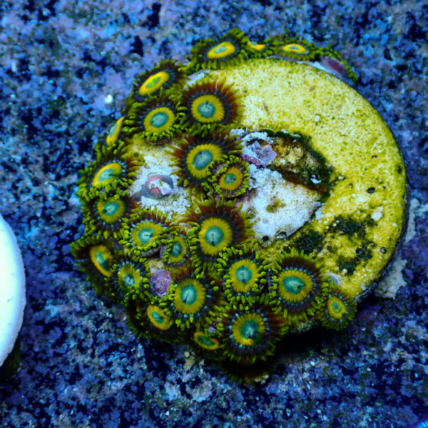 TC Zoanthus Scrambled Eggs - Imagen 2