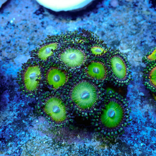 TC Zoanthus Candy Apple Orange - Imagen 2