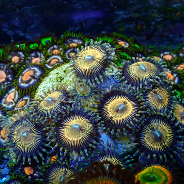 TC Zoanthus Golden Touch - Imagen 2