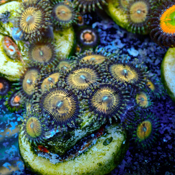TC Zoanthus Golden Touch - Imagen 2
