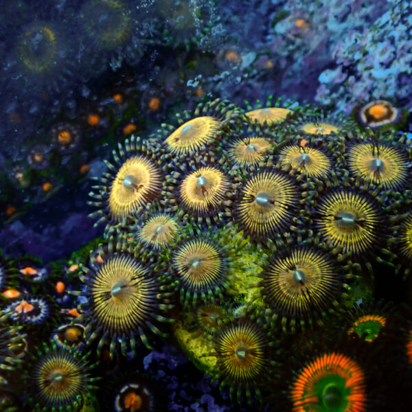 TC Zoanthus Golden Touch - Imagen 2