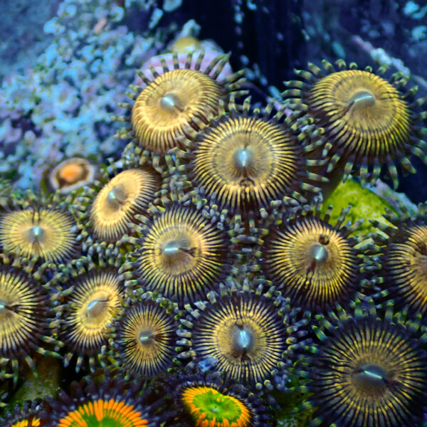 TC Zoanthus Golden Touch - Imagen 2