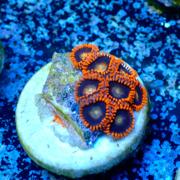 TC Zoanthus Orange Explosion - Imagen 2