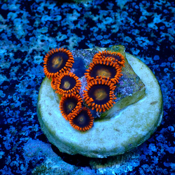TC Zoanthus Orange Explosion - Imagen 2