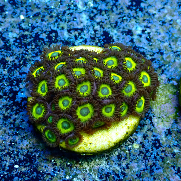TC Zoanthus Lemon Kisses - Imagen 2