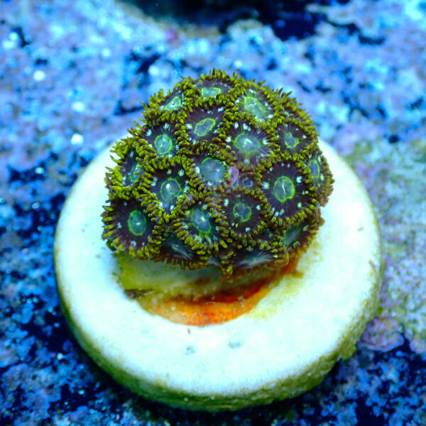 TC Zoanthus Speckled Hornets - Imagen 2