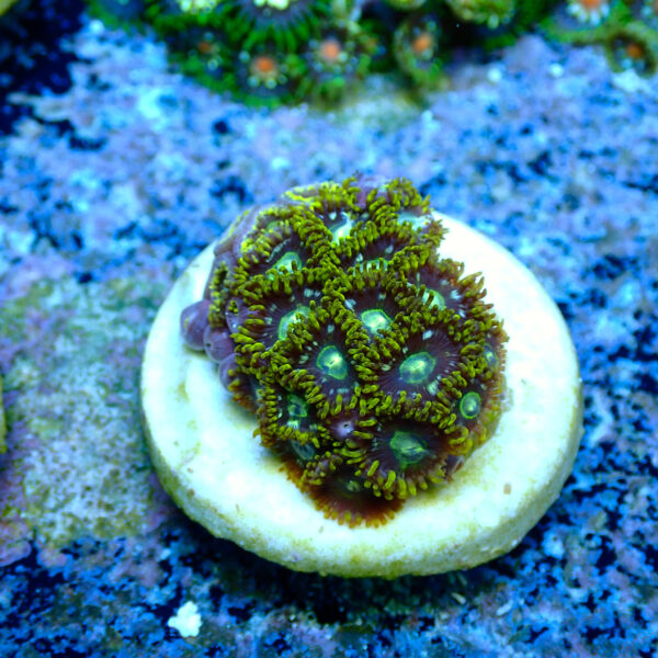 TC Zoanthus Speckled Hornets - Imagen 2