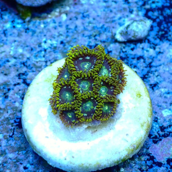 TC Zoanthus Speckled Hornets - Imagen 2