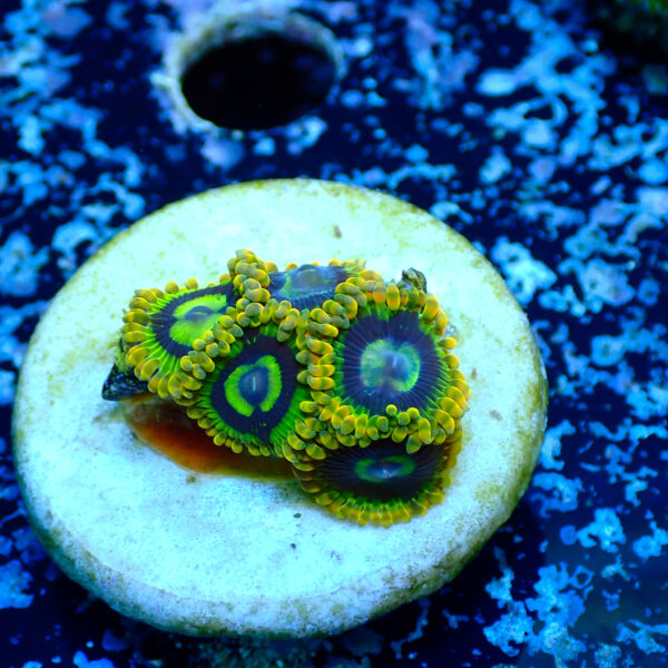 TC Zoanthus Ktar Yoda - Imagen 2