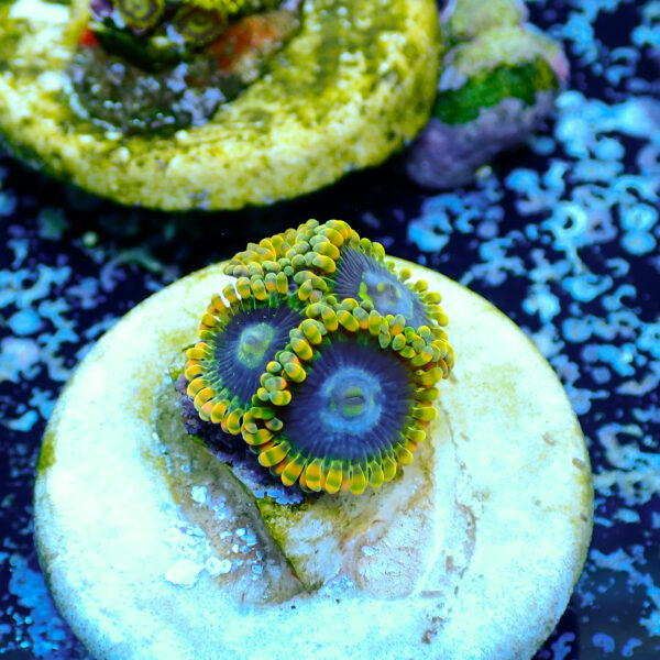 TC Zoanthus Ktar Yoda - Imagen 2