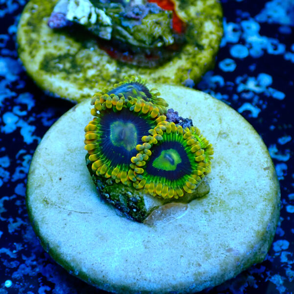 TC Zoanthus Ktar Yoda - Imagen 2