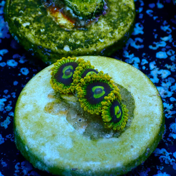 TC Zoanthus Ktar Yoda - Imagen 2