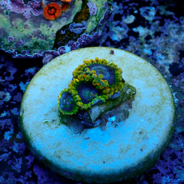 TC Zoanthus Ktar Yoda - Imagen 2