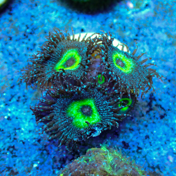 TC Zoanthus/Palythoa Mindblowing - Imagen 2