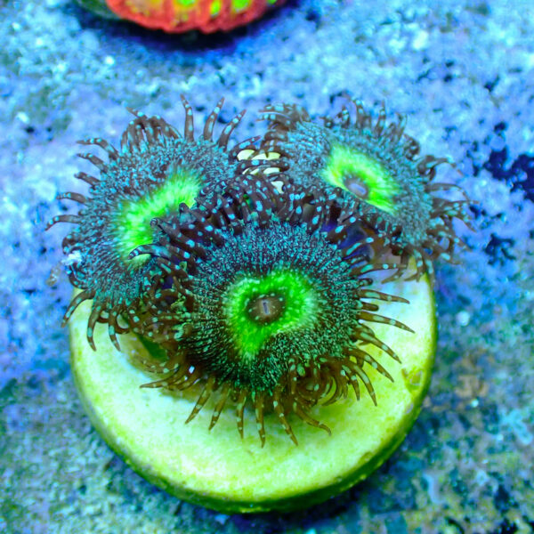 TC Zoanthus/Palythoa Mindblowing - Imagen 2