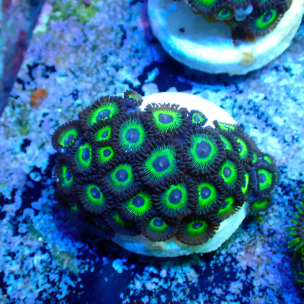 TC Zoanthus Mean Green - Imagen 2