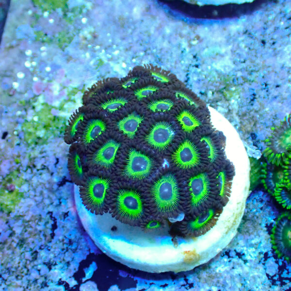 TC Zoanthus Mean Green - Imagen 2