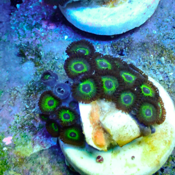 TC Zoanthus Mean Green - Imagen 2