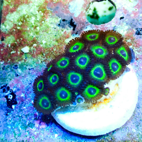 TC Zoanthus Mean Green - Imagen 2
