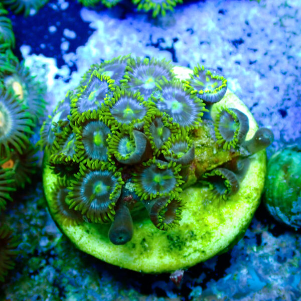 TC Zoanthus Blue Daisy mini colonia - Imagen 2