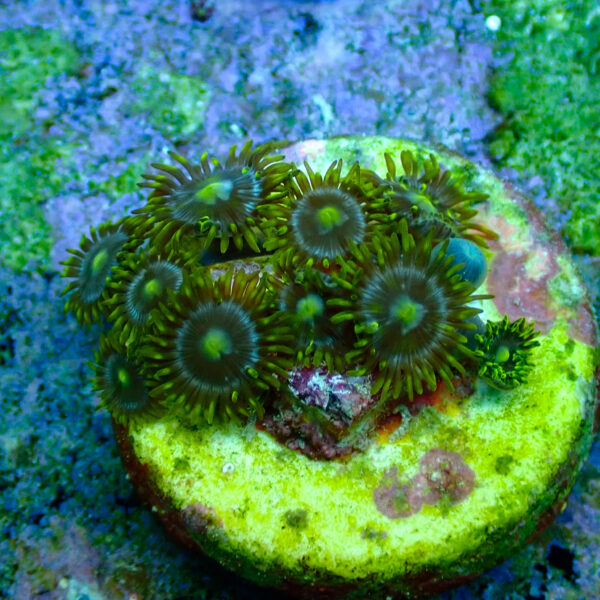 TC Zoanthus Blue Daisy - Imagen 2