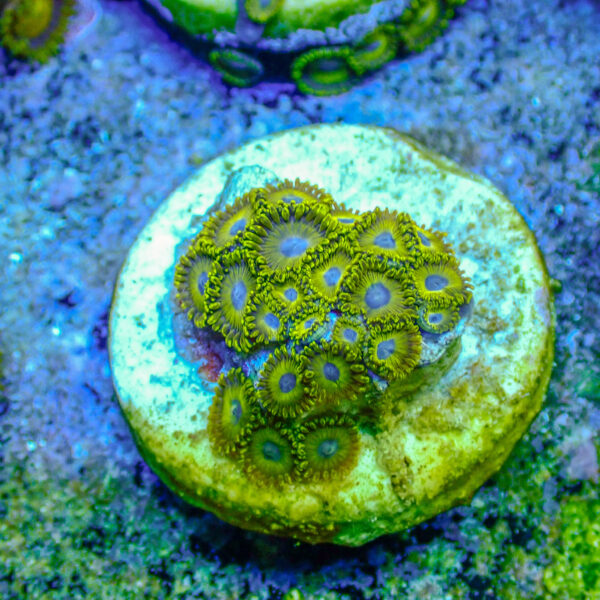 TC Zoanthus Gold Hornets - Imagen 2