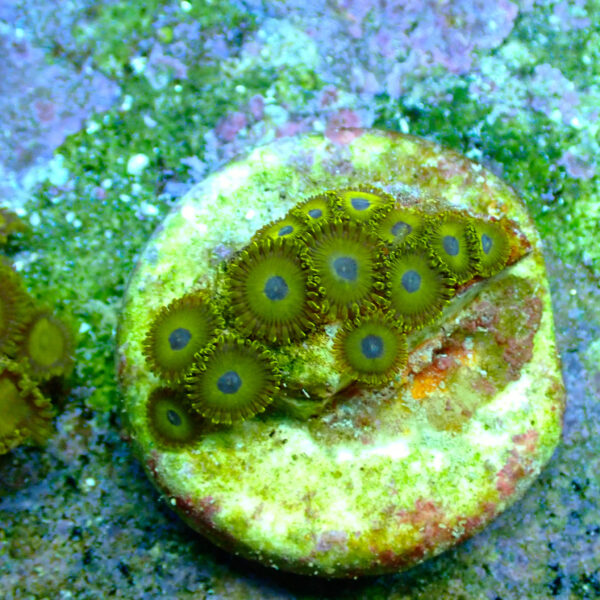 TC Zoanthus Gold Hornets - Imagen 2