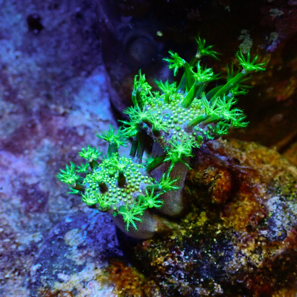 TC Sarcophyton Toxic Green frag S - Imagen 2