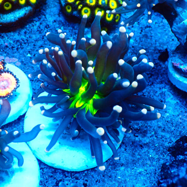 TC Euphyllia glabrecens UFO