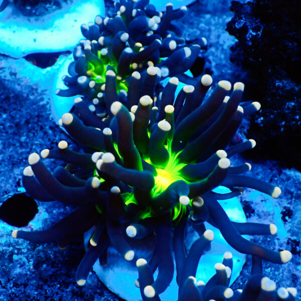 TC Euphyllia glabrecens UFO