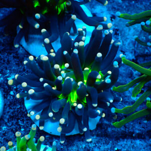 TC Euphyllia glabrecens UFO