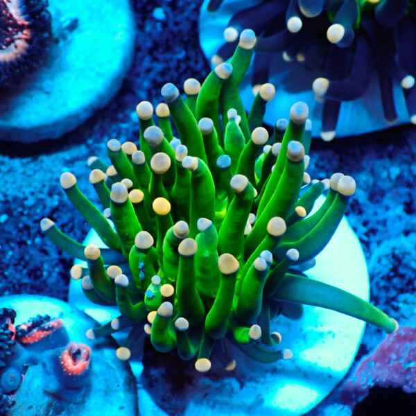 TC Euphyllia glabrecens Pink Tips