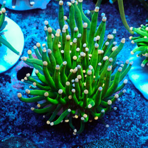 TC Euphyllia glabrecens Pink Tips 2 cabezas
