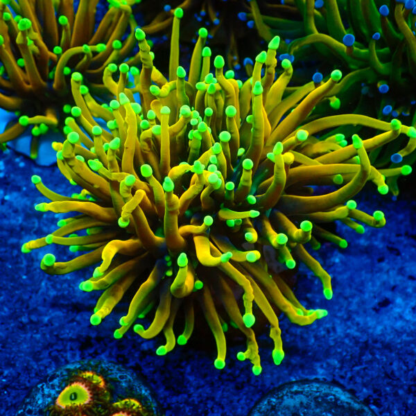 TC Euphyllia glabrecens Dragon Soul Doble cabeza