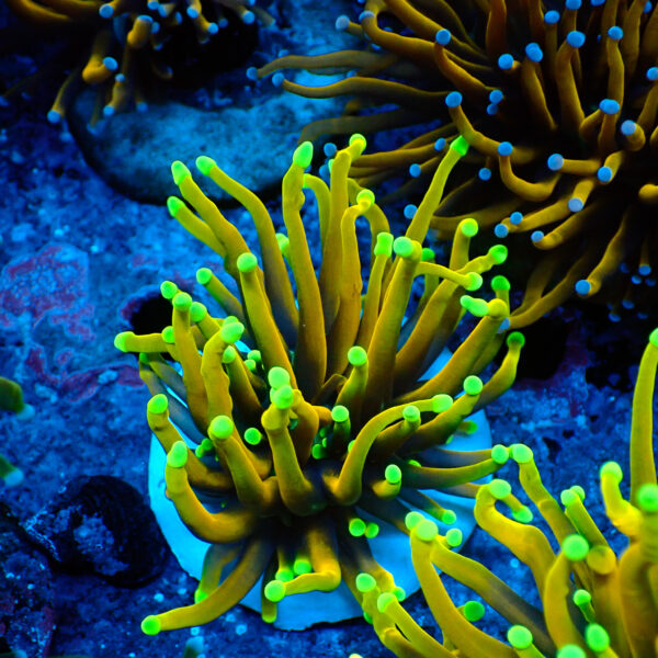 TC Euphyllia glabrecens Dragon Soul