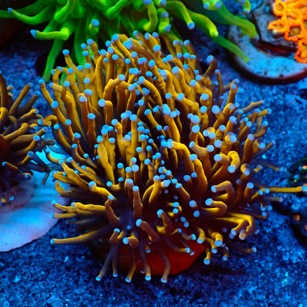 TC Euphyllia glabrecens Indo Gold 24K