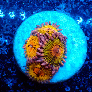TC Zoanthus Chiquita