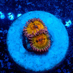 TC Zoanthus Chiquita
